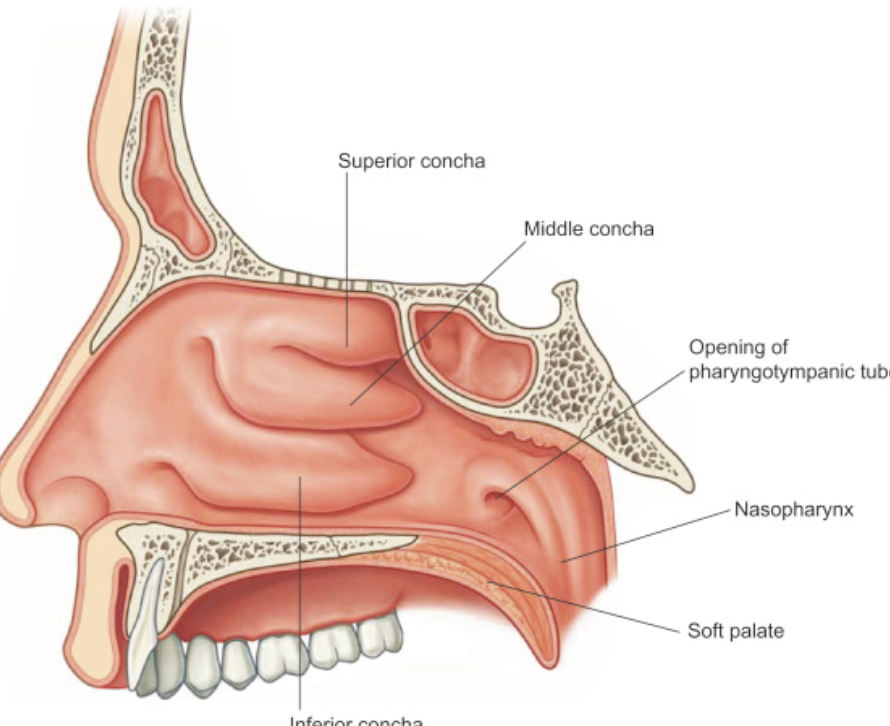 <p>increase the surface area of the nasal cavity and to disrupt the flow of air as it</p><p>enters into the nose, causing air to bounce along the epithelium, where it is cleaned and</p><p>warmed</p>