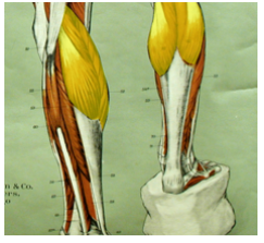 <p>What is the highlighted muscle? what is its innervation?</p>
