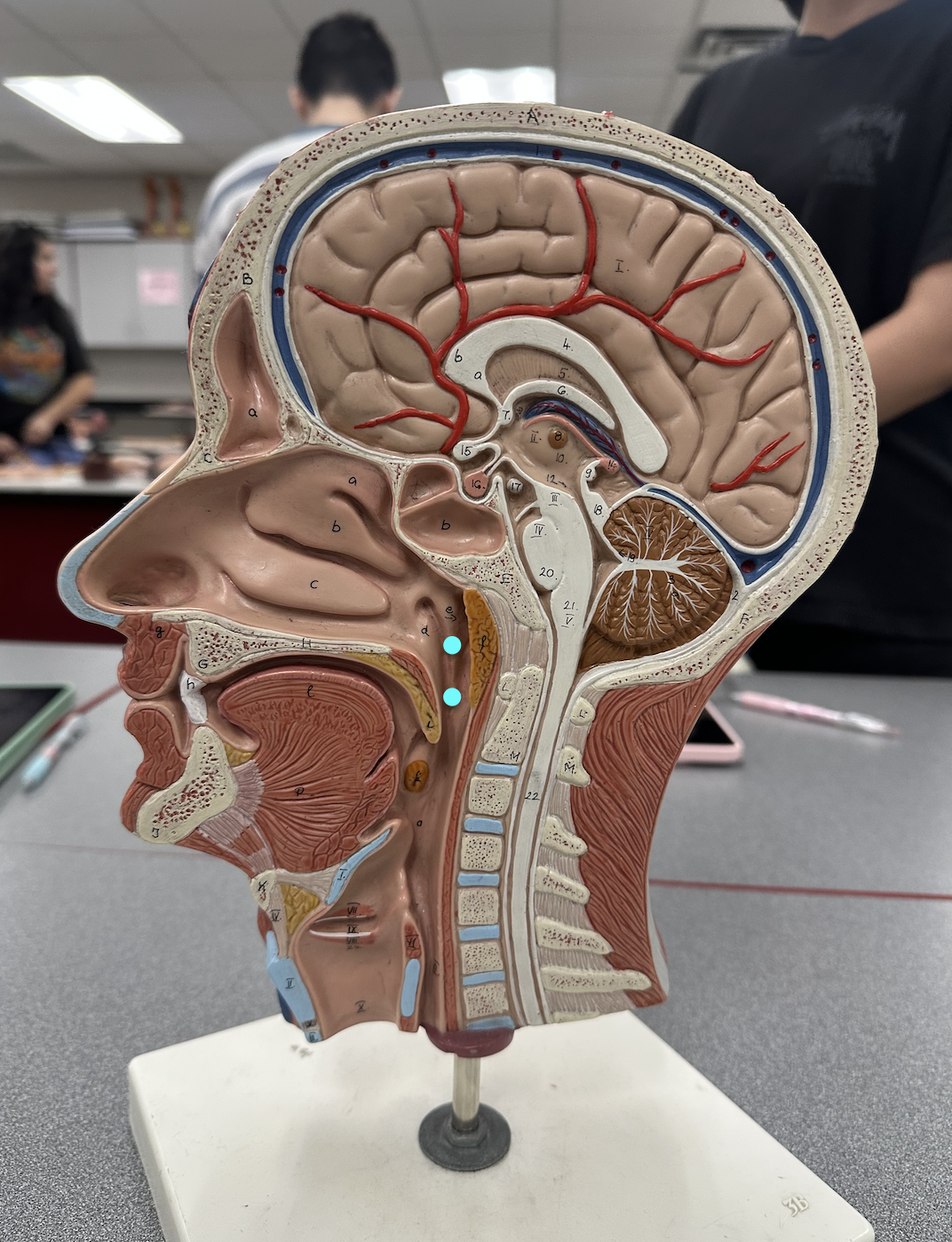 <p><span data-name="blue_circle" data-type="emoji">🔵</span> Identify region</p>