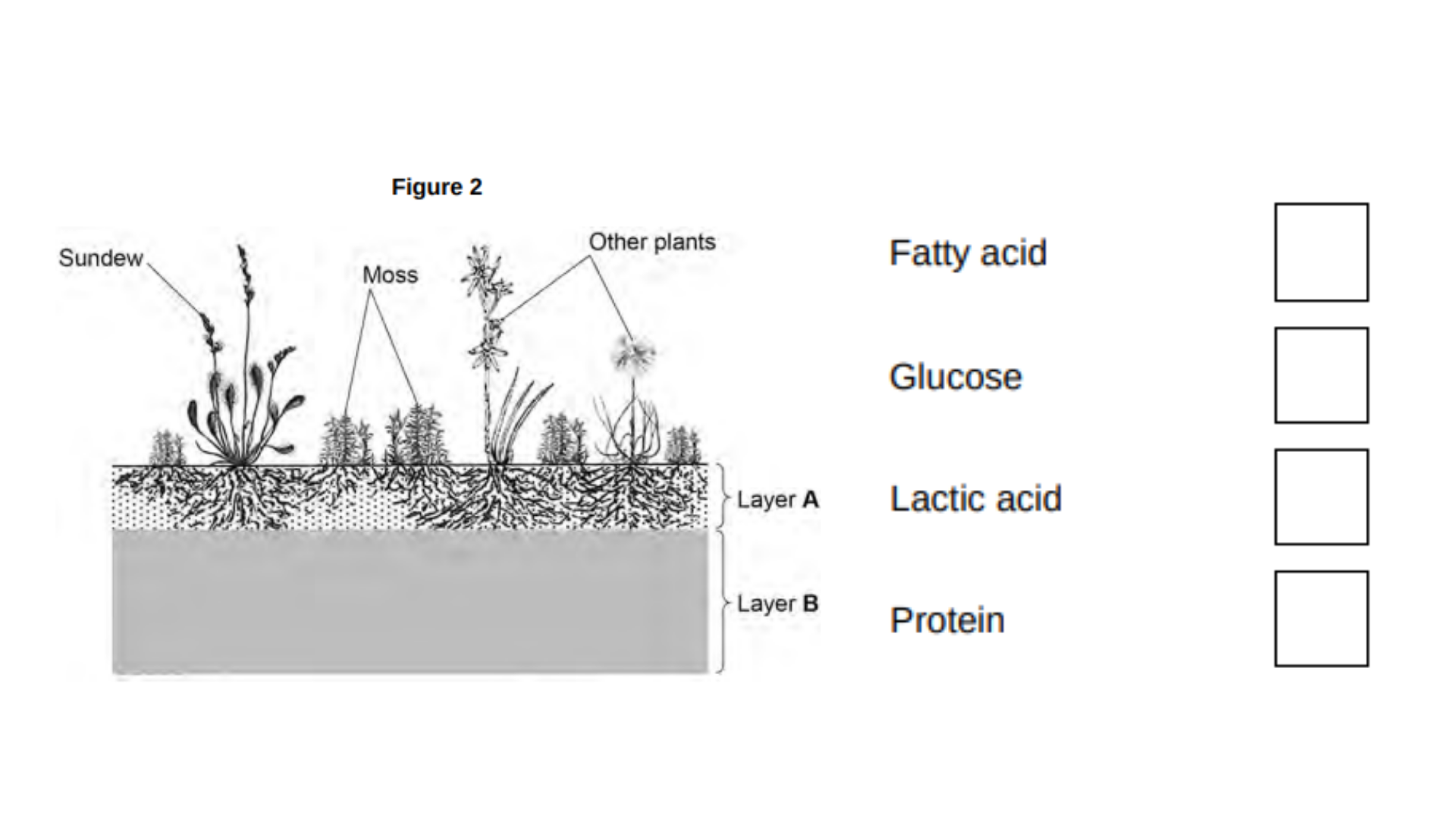 <ul><li><p>The sundew plant shown in <strong>Figure 2</strong> has leaves with sticky hairs that box trap and digest insects. </p></li><li><p>Digestion of the insects releases phosphates and simple compounds of nitrogen that are used by the sundew plant.</p></li></ul><p>What substance can the sundew plant make using the nitrogen? [1 mark]</p>
