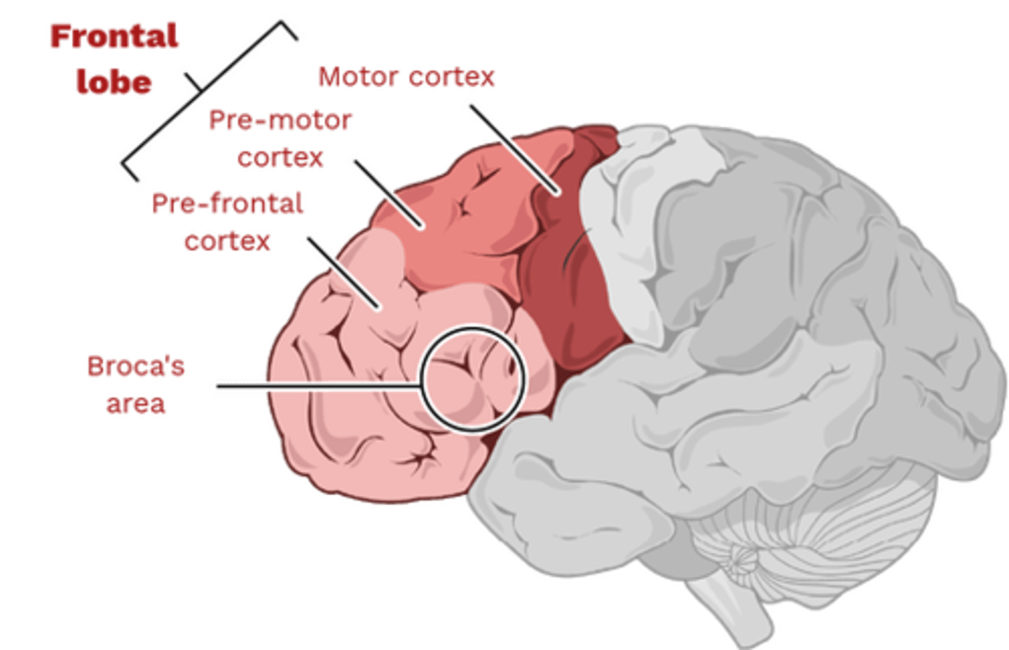 <p>Controls language expression - an area of the frontal lobe, usually in the left hemisphere, that directs the muscle movements involved in speech.</p>