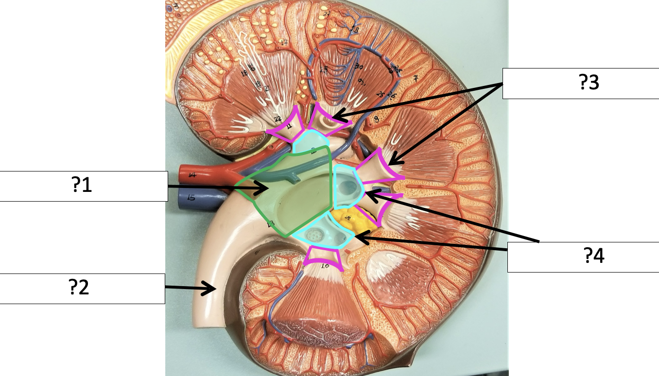 <p>3 Name the structure?</p>