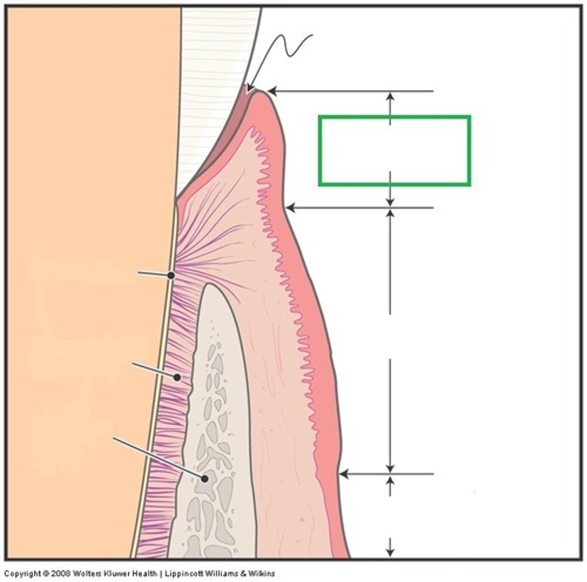 <p>the collar of thin gingiva that surrounds each tooth</p>