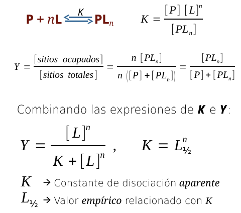 <ul><li><p>Reacción global: P + nL ←(K)→ PL<sub>n</sub>, con constante de disociación aparente K = [P][L]<sup>n</sup> / [PL<sub>n</sub>]</p></li></ul><ul><li><p>Fracción de saturación: Y = n[PL<sub>n</sub>] / n([P] + [PL<sub>n</sub>]) = [PL<sub>n</sub>] / [P] + [PL<sub>n</sub>]</p></li><li><p>Ecuación combinada (no hiperbólica): Y = [L]<sup>n</sup> / K + [L]<sup>n</sup>  donde K = L<sub>1/2</sub><sup>n</sup></p></li><li><p>K es la constante de disociación aparente de todos los sitios a la vez y <span>L<sub>1/2</sub></span> es el valor empírico de semisaturación</p></li></ul><p></p>