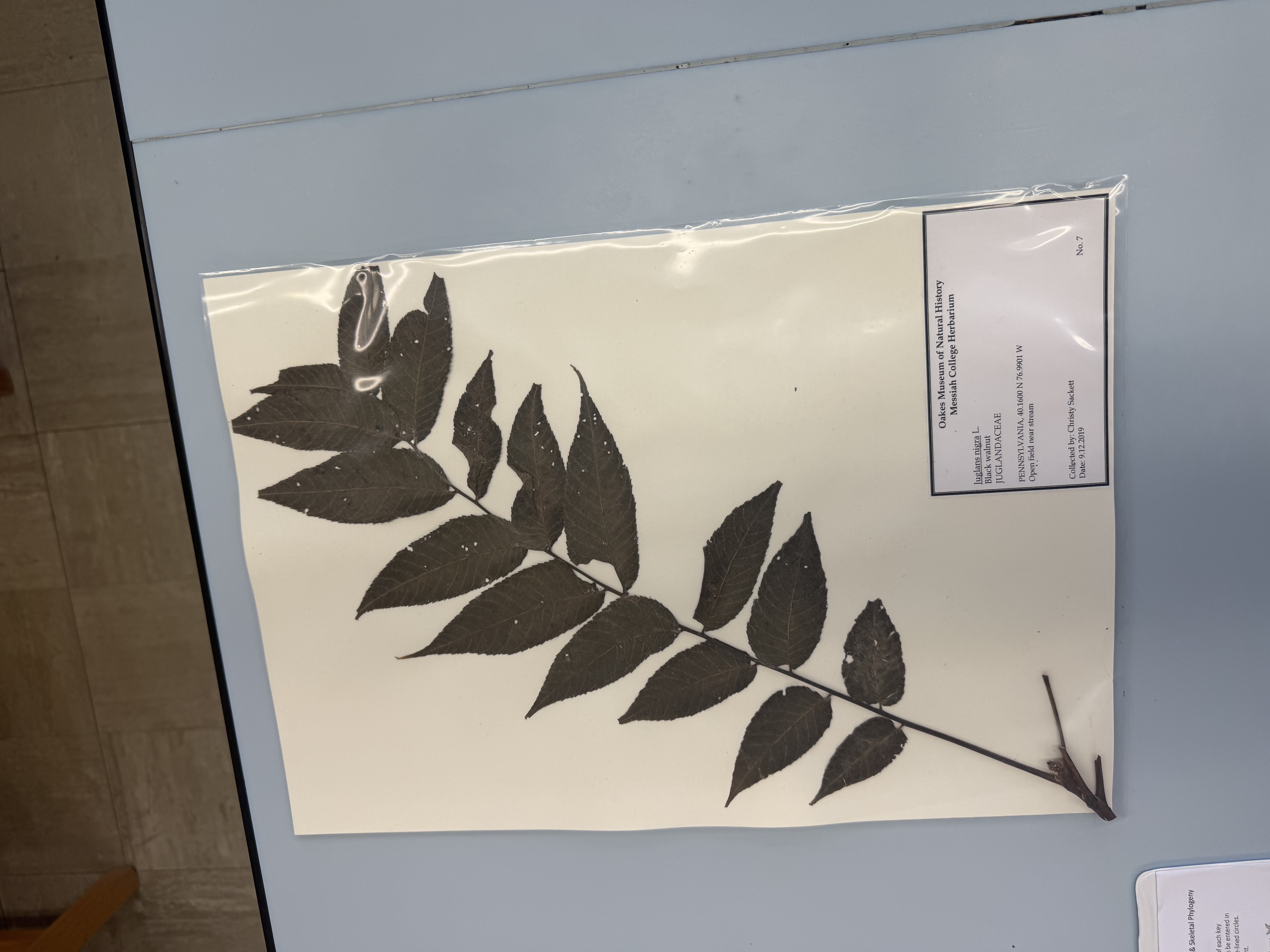 <p>juglans nigra</p>