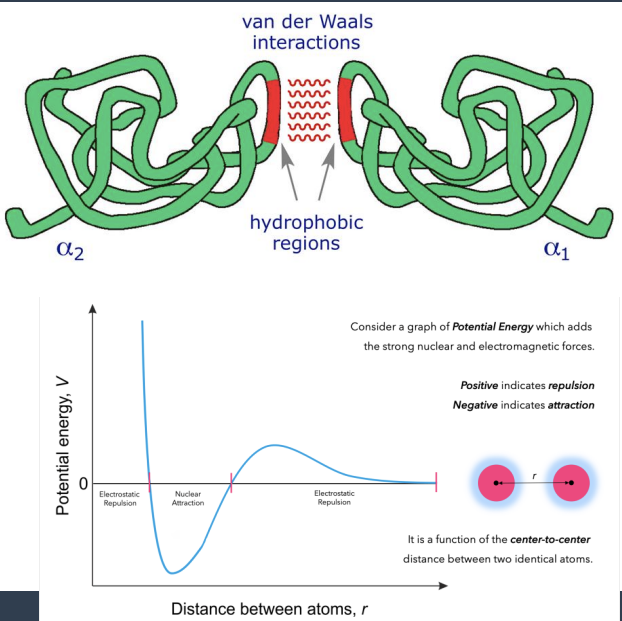 <p><strong>Van der Waals Forces</strong>: The Packing Force</p><ul><li><p>are the forces weak or strong? who are they between?</p></li><li><p>arise from what?</p></li><li><p>strength in kj/mol</p></li><li><p>what is unique about them?</p></li><li><p>function?</p></li><li><p>who do they work together with?</p></li></ul><p></p>