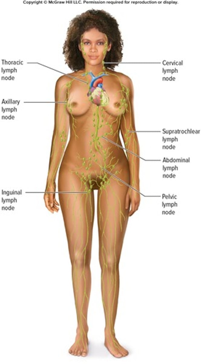 <p>A network of vessels and organs that collects and filters lymph fluid, returning proteins to the blood and recycling body fluids.</p>