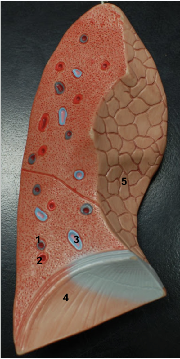 <p>Recall that the colors switch in the lungs. So blue is an artery and red is a vein.</p><ol><li><p>Pulmonary artery</p></li><li><p>Pulmonary vein</p></li><li><p>Segmental bronchus</p></li><li><p>Diaphragm</p></li><li><p>Mediastinal surface</p></li></ol><p></p>