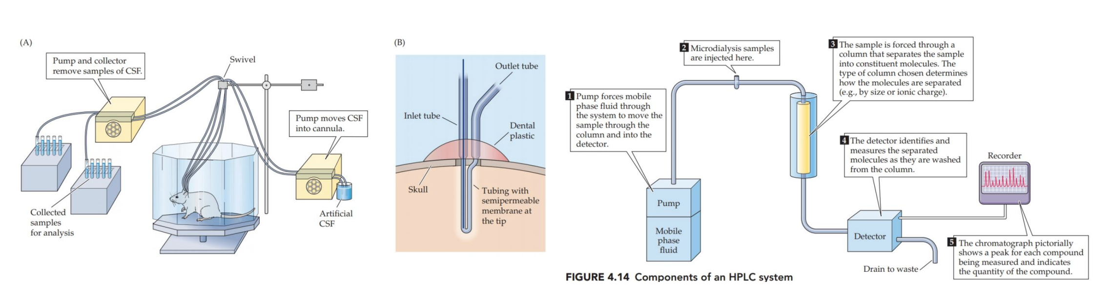 <p>Invasive + labor-intensive, rarely done even in animals</p><div data-type="horizontalRule"><hr></div><ul><li><p>sample CSF fluid to determine amount of NTs</p></li></ul><p></p>