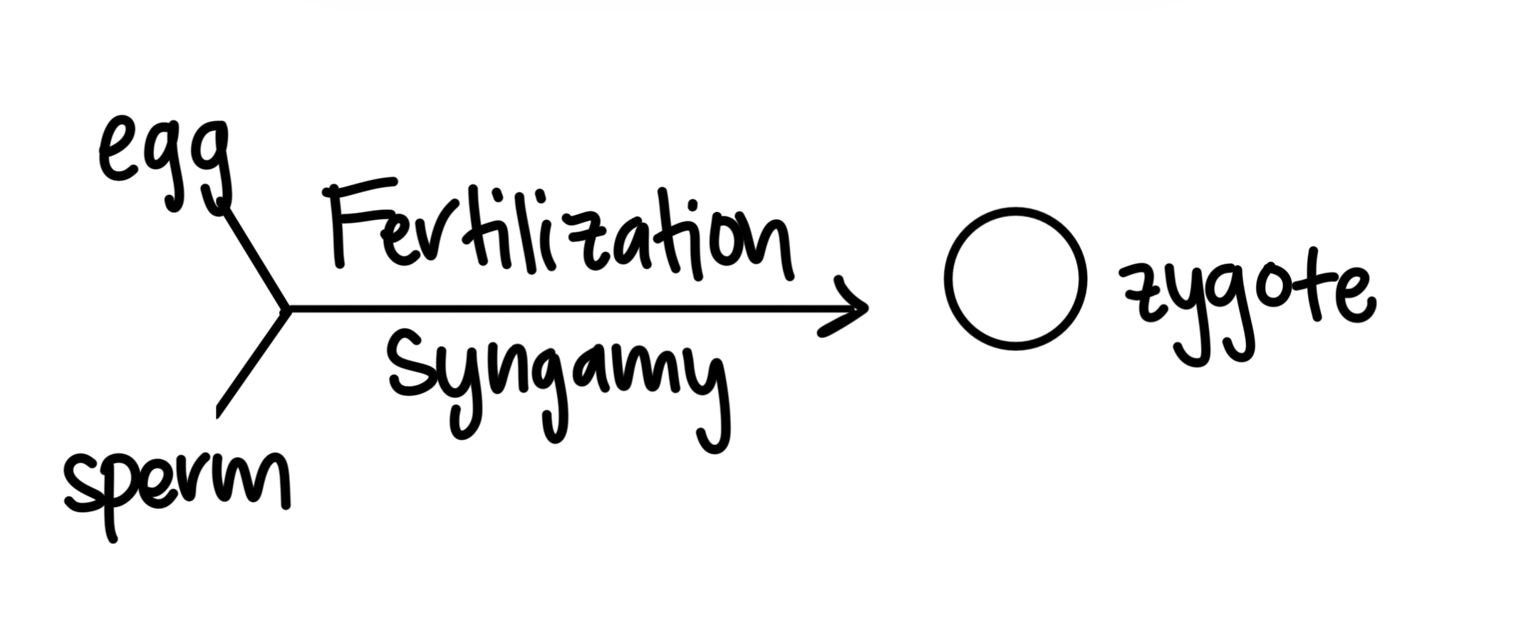 <p>Mitosis: for growth, repair, replacement, and asexual reproduction</p><ul><li><p>2 identical daughter cells</p></li><li><p>1 division</p></li></ul><p>Meiosis: for making sex cells (egg and sperm)</p><ul><li><p>2 divisons</p></li></ul><p></p>