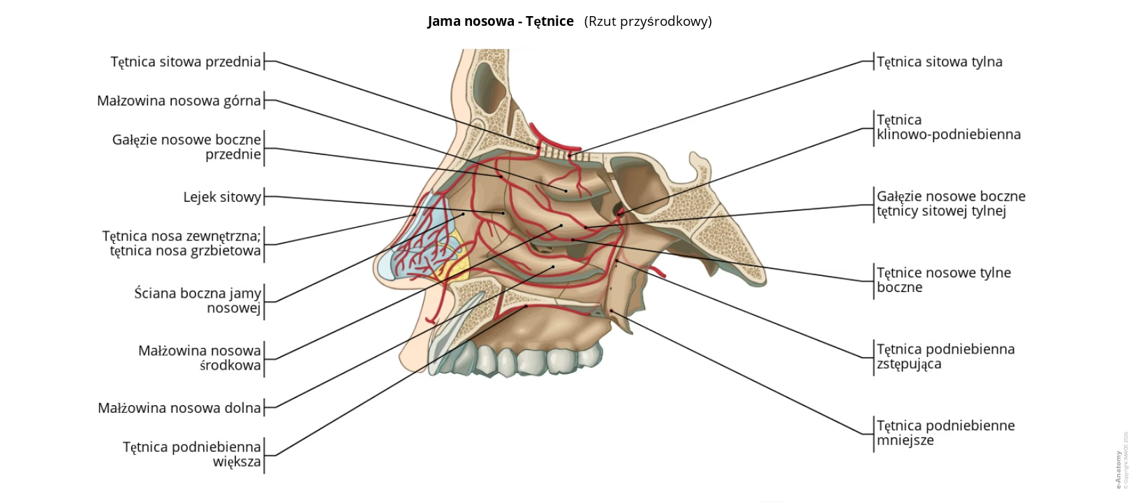 <p><span style="line-height: 1.15;">Nos zewnętrzny ma podłoże kostno-chrzęstne nadające mu kształt , natomiast wewnętrzna jama nosowa jest przedzielona przegrodą na dwie połowy i zawiera na ścianach bocznych trzy małżowiny wyznaczające przewody nosowe</span><span>. </span><span style="line-height: 1.15;">Wnętrze nosa dzieli się na okolicę oddechową (dolne 2/3), która odpowiada za ogrzewanie, nawilżanie i oczyszczanie powietrza , oraz okolicę węchową (górna 1/3) zawierającą receptory zmysłu węchu</span><span>.</span></p><p></p>