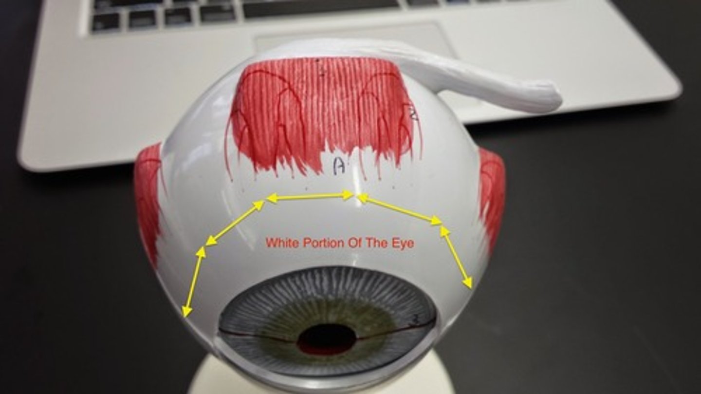 <p>What part of the eye is this? (White portion of the eye)</p>