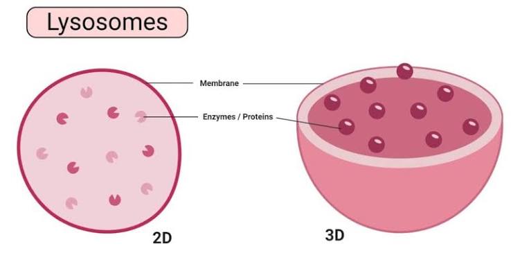 <p>What are lysosomes and their functions?</p>