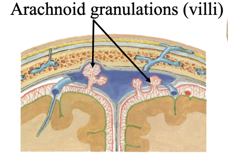 <p>arachnoid granulations (villi)</p><p>arachnoid granulations (villi) project into the dural sinus </p>