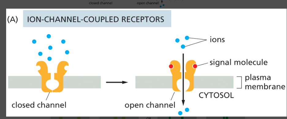 <p>opens in response to binding an extracellular signal molecule. These channels are also called transmitter-gated ion channels. (change memebrane potential)</p><ul><li><p><strong>produce electrical current by changing membrane potential</strong></p></li></ul><p></p>