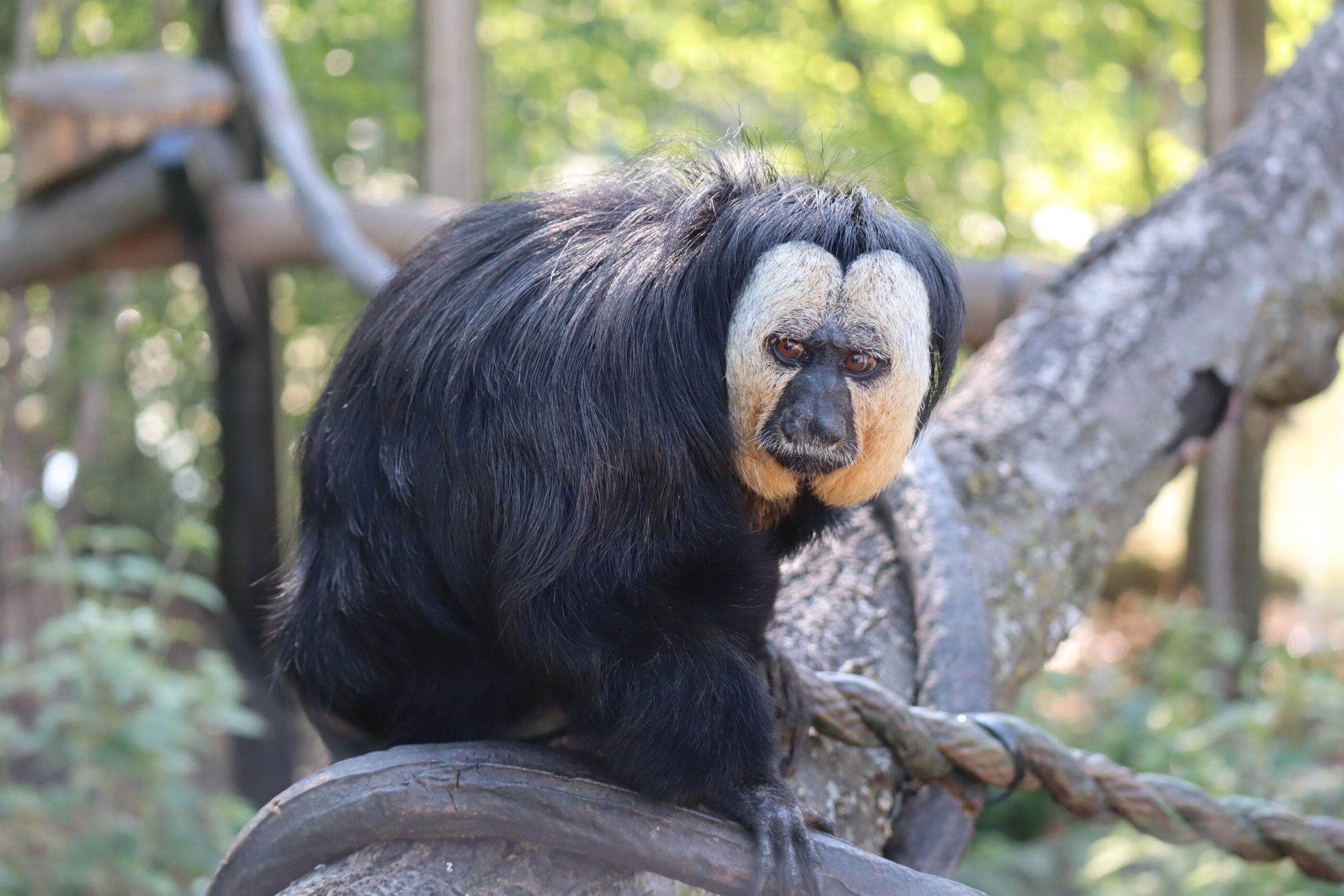 <p>Common Name: White-faced Saki</p><p>Suborder: Haplorhini</p><p>Order: Primates </p><p>Family: Pitheciidae </p>