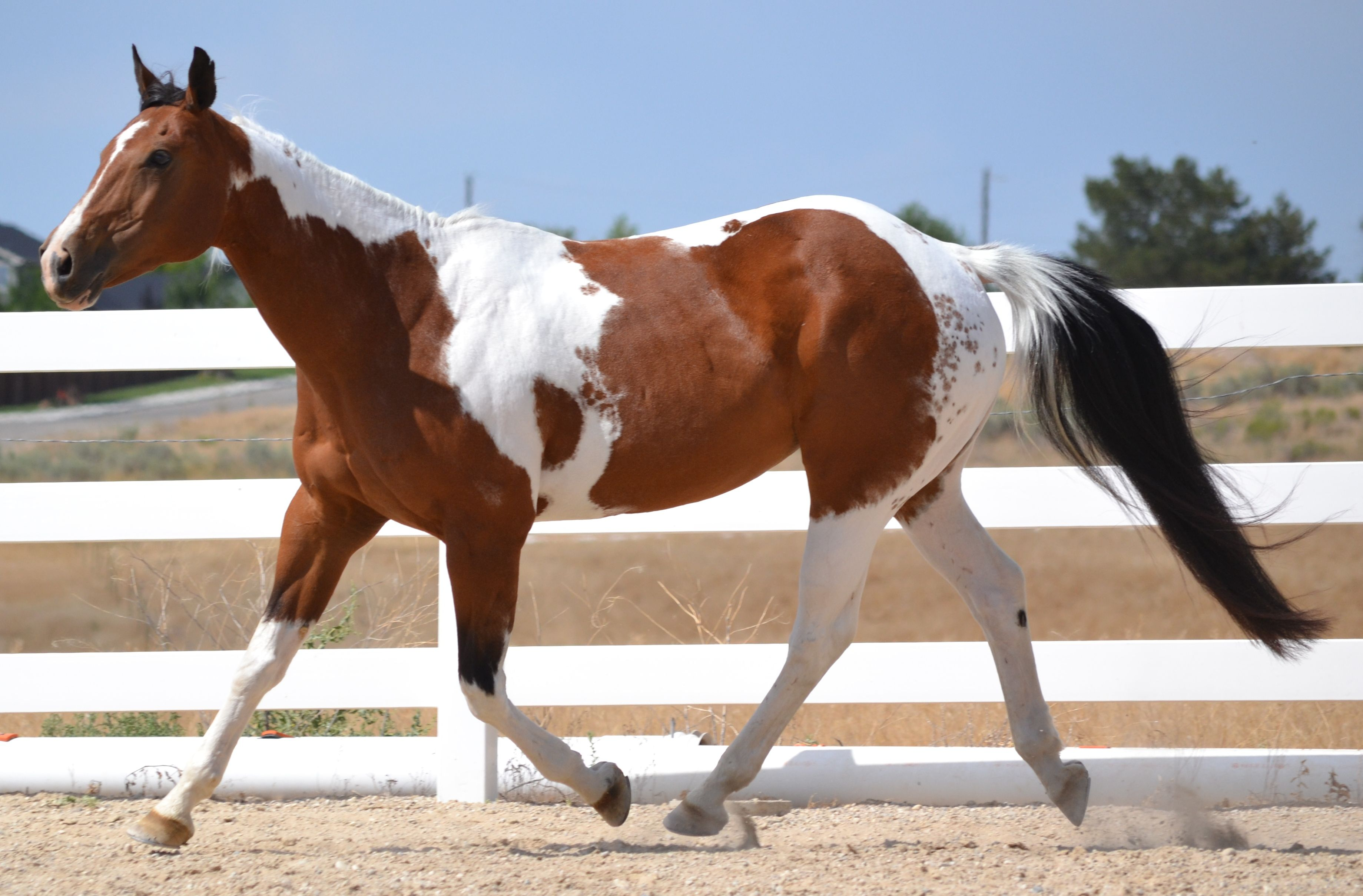 <p>tobiano spotting </p><p>white crosses back between ears and tail</p><p>legs are white, dark covers flank and head </p><p>N - normal, TO - tobiano </p><p>NN - normal</p><p>NTO - tobiano (50% transmission)</p><p>TOTO - tobiano (100% transmission)</p>