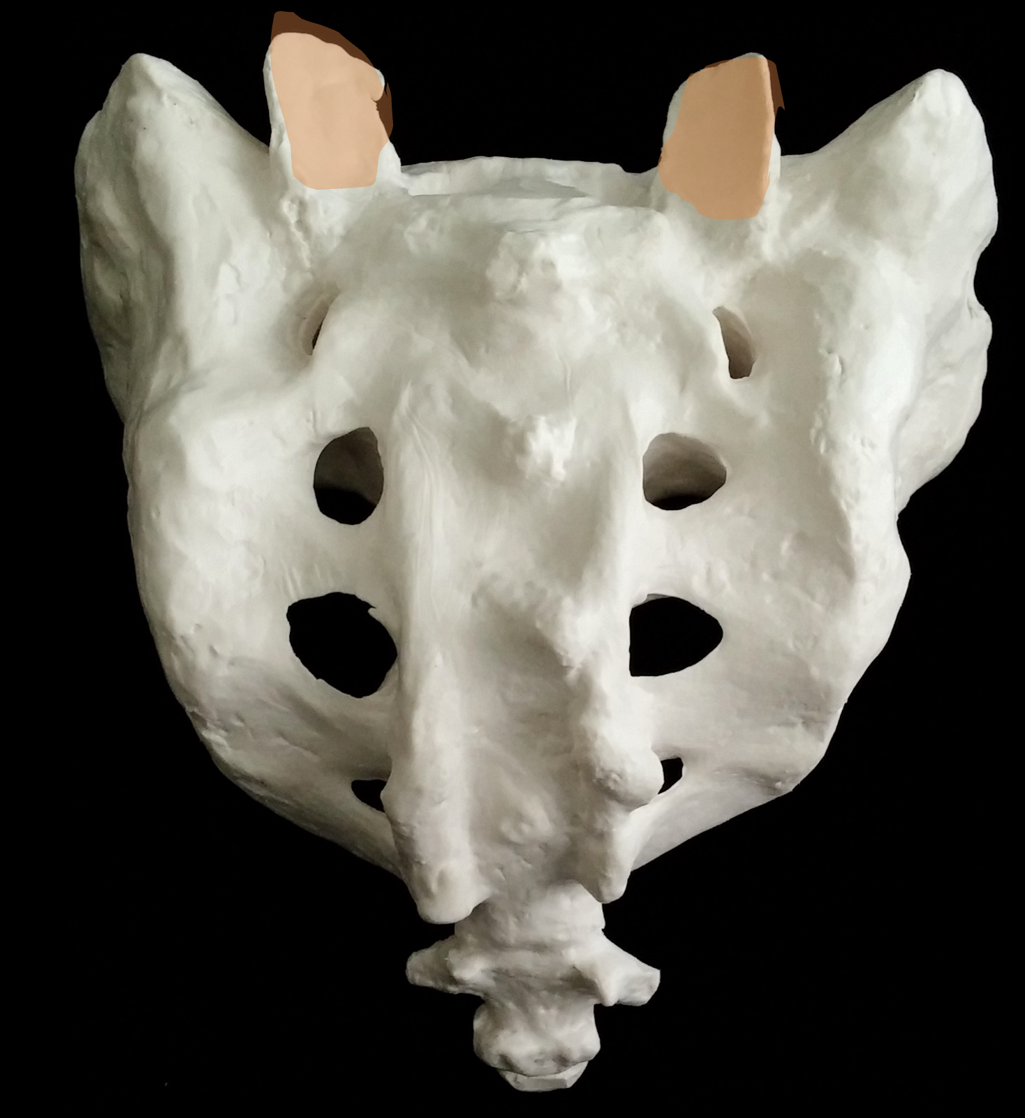 <p>What is the orange region highlighted on the sacrum?</p>