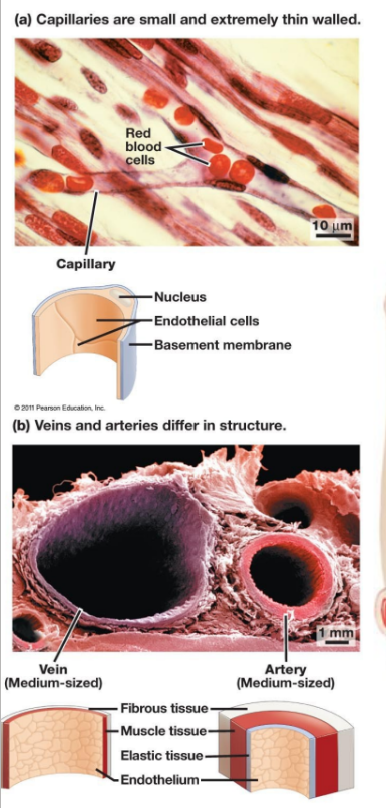 <ul><li><p>veins</p></li><li><p>arteries</p></li><li><p>capillaries</p></li></ul><p></p>