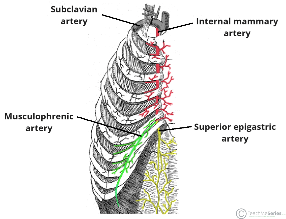 <ul><li><p>musculophrenic artery</p><ul><li><p>branch of internal thoracic artery</p><ul><li><p>supplies superior/anterior diaphragm</p></li></ul></li></ul></li></ul><p></p>