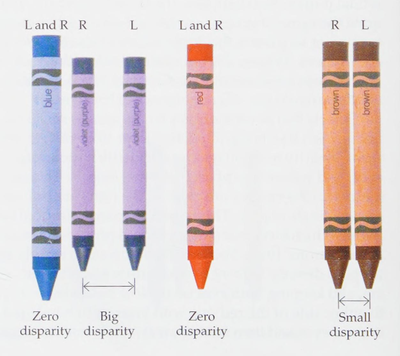 <p>The red and blue crayons sit on the horopter and have zero disparity. They form retinal images in corresponding locations. The brown crayon forms images with a small binocular disparity. The purple crayon, farther from the horopter, has larger binocular disparity. </p>
