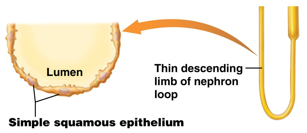 <p><strong>Thin </strong>limb of nephron loop that travels <strong>towards the renal medulla. </strong></p><ul><li><p>Made of <strong>simple squamous epithelial cells </strong></p></li></ul><p></p>