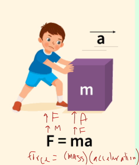 <ul><li><p>the amount of acceleration of a body is proportional to the acting force and inversely proportional to the mass of the body</p></li><li><p>F=ma</p></li><li><p>the greater the force acting on the object or the smaller the mass of the object, the greater the acceleration of the object</p></li><li><p>law of acceleration</p></li></ul><p></p>