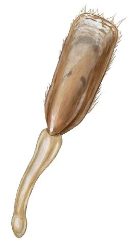 <p>class of brachiopoda which is inside lophotrochozoa; still a type of lophophorate; more primitive, anchor to soft sediment, hinge mechanism- no teeth on valves, soft and flexible bales, setae (bristles around shell/valve)</p>