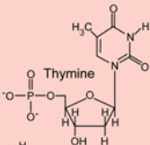 <p>What kind of Macromolecule is this?</p>
