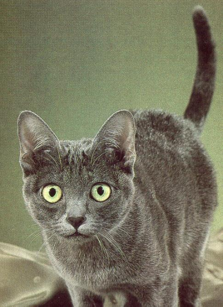 <p>Cat with a silver-gray coat, green eyes, and a distinctive heart-shaped face</p>