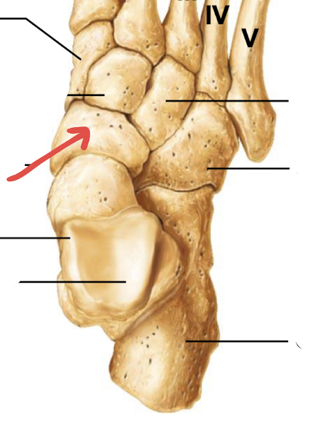 <p>what is this part of the foot?</p>