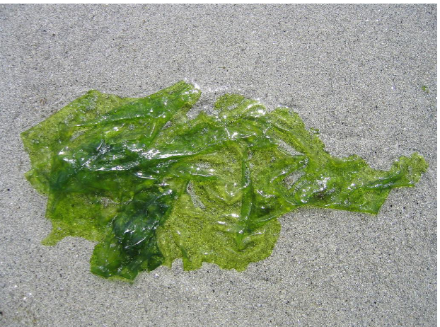 <p>Grönalger </p>