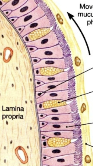 <p>Begins with pseudostratified (in nasal cavity/nasopharynx/large ariways); coated in a mucous layer, which floats on a serrous/watery layer <span>→ stratified squamous (oropharynx) → simple columnar (smaller tubes) → simple cuboidal (smaller tubes) → simple squamous (alveoli)</span></p>