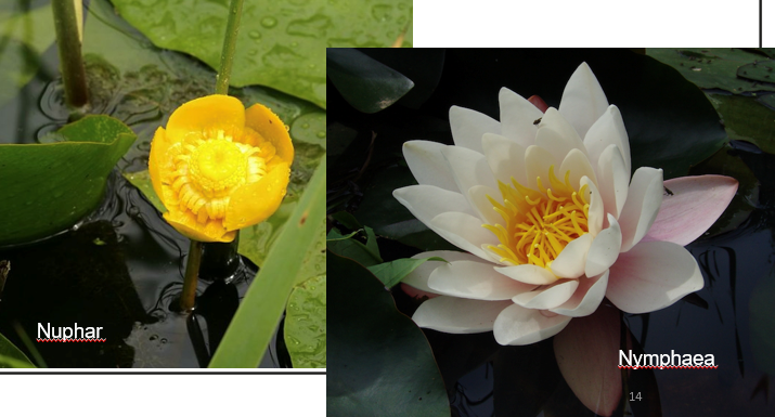<ul><li><p>Water planten (met aerenchym en wortelstokken) </p></li><li><p>vaatbundels gespreid </p></li><li><p>bladeren enkelvoudig en verspreid </p></li><li><p><em><u>Bloemen alleenstaand</u></em></p></li><li><p>tweeslachtig</p></li><li><p><em><u>bloemdelen talrijk, vaak spiraalsgewijs ingeplant</u></em>, (straalsgewijs symmetrisch)</p></li><li><p><em><u>Vaak zwakke differentiatie tussen kelk en kroon</u></em></p></li><li><p>Veel meeldraden</p></li><li><p>Stamper: meerdere vruchtbladen (>8), min of meer vergroeid</p></li><li><p>Doosvrucht</p></li></ul><p></p>
