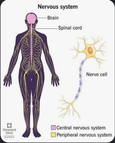 <p>Split in two: Peripheral Nervous system (nerves and ganglia), and Central nervous system (Brain and spinal cord) </p>