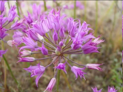 <p><span>a small, deciduous perennial herb distinguished by 2 or 3 narrow, grass-like leaves that typically wither before bloom</span>. It produces a 10 to 30 cm tall, leafless stem topped with an umbrella-like cluster of 7 to 40 bright pink to deep purple star-shaped flowers.</p>