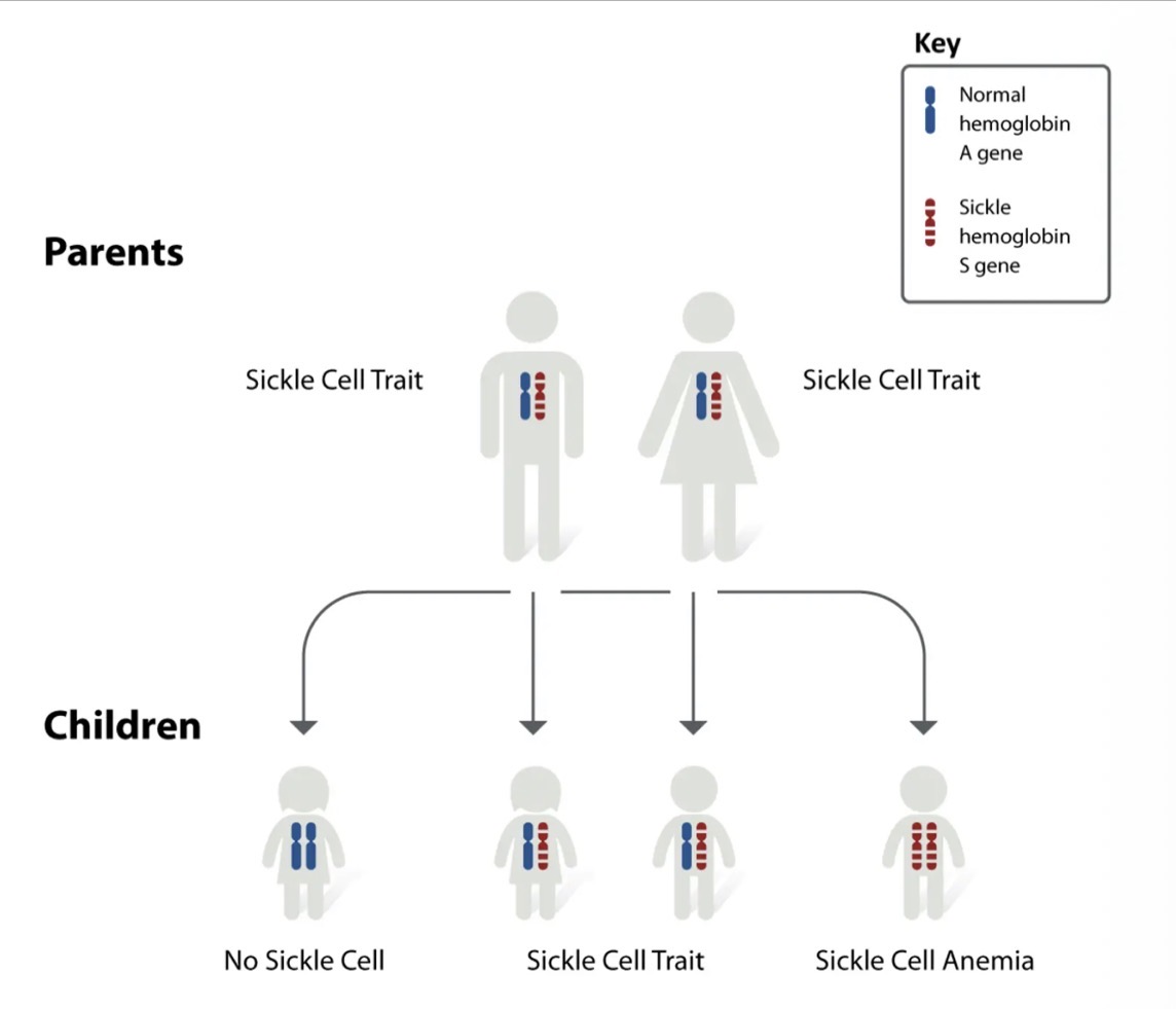 <ul><li><p>Inherited in an autosomal recessive pattern, which means both copies of the gene in each cell have mutations. </p></li><li><p>The parents of an individual with an autosomal recessive condition each carry one copy of the mutated gene, but they typically do not show signs and symptoms of the condition.</p></li></ul><p></p>