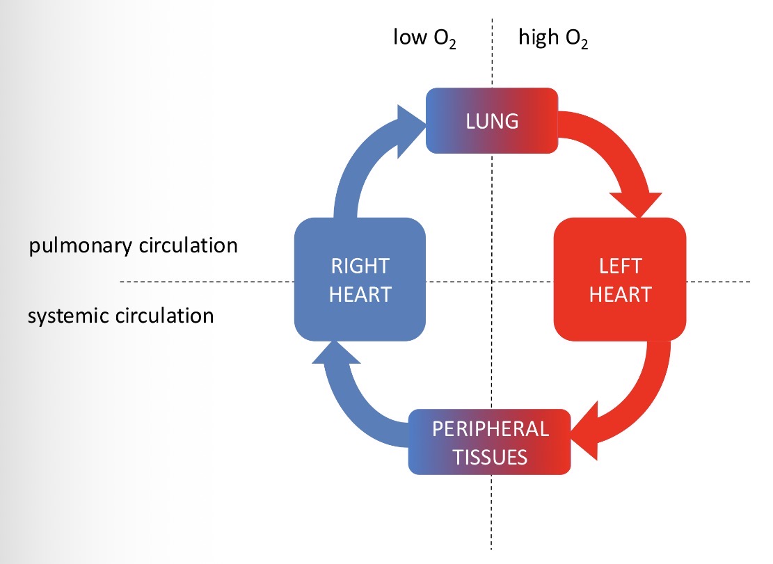 <p>Right Heart → lungs where it is oxygenated → Left Heart → peripheral tissues</p>