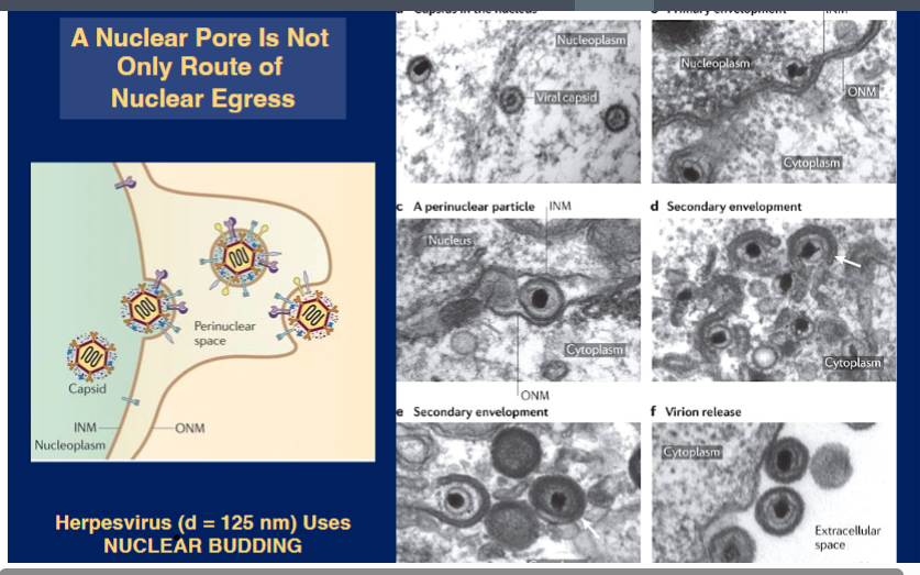 <p><span style="background-color: transparent;"><strong>&nbsp;Nuclear Egress of Large Viruses — Nuclear Budding</strong></span></p>
