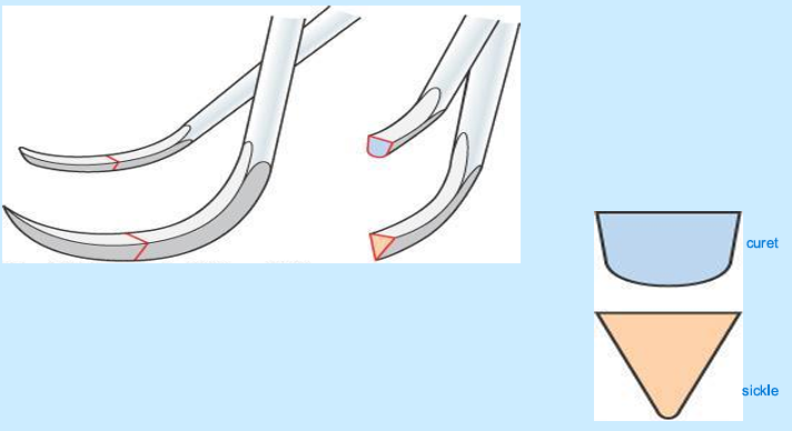 <p>Face and back</p><p>lateral surface( part between front and back)</p><p>Cutting edges, line angles that connect face and lateral</p><p></p><ul><li><p>Toe= Curet = semi circle shape</p></li><li><p>Tip= sickle = triangle cross section</p></li></ul><p></p>