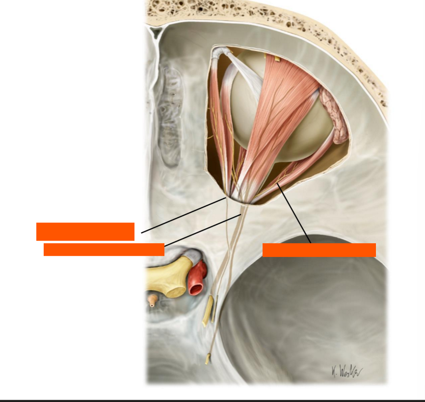 <p>Label these nerves</p>