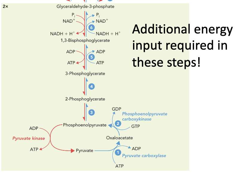 <p>Once PEP is created the 6 shared reversal steps begin to eventually create G3P</p>