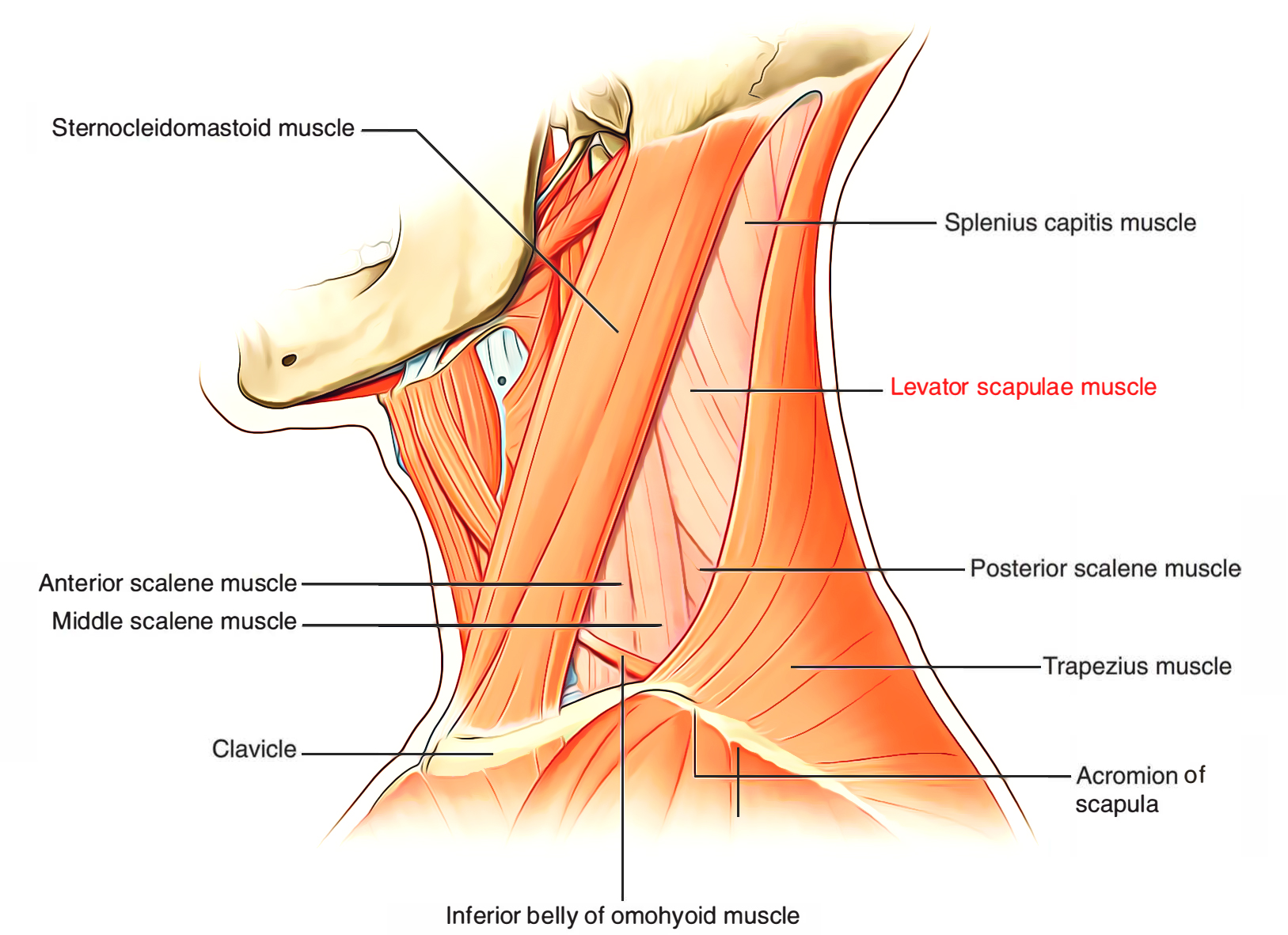 <ul><li><p>anatomically belongs to the superficial layer of extrinsic back muscles, functionally belongs to the muscles of scapular motion along with rhomboid major and minor, serratus anterior, and serratus posterior superior and inferior</p></li><li><p>main function is to elevate the scapula</p></li><li><p>acts in conjunction with trapezius, lat dorsi, the rhomboids, and pec major and minor to inferiorly rotate the glenoid cavity, stabilize the spine, and extend and laterally flex the neck</p></li></ul><p></p><p>origin → transverse processes of vertebrae C1-C4</p><p>insertion → medial border of scapula (from superior angle to root of spine of scapula)</p><p>action → draws scapula superomedially and rotates glenoid cavity inferiorly at the scapulothoracic joint, laterally flexes the neck (ipsilateral) and extends the neck at the cervical joints</p><p>innervation → anterior rami of the nerves C3 and C4, dorsal scapular nerve (branch of C5)</p><p>blood supply → transverse cervical and ascending cervical arteries (branches of the thyrocervical trunk)</p>