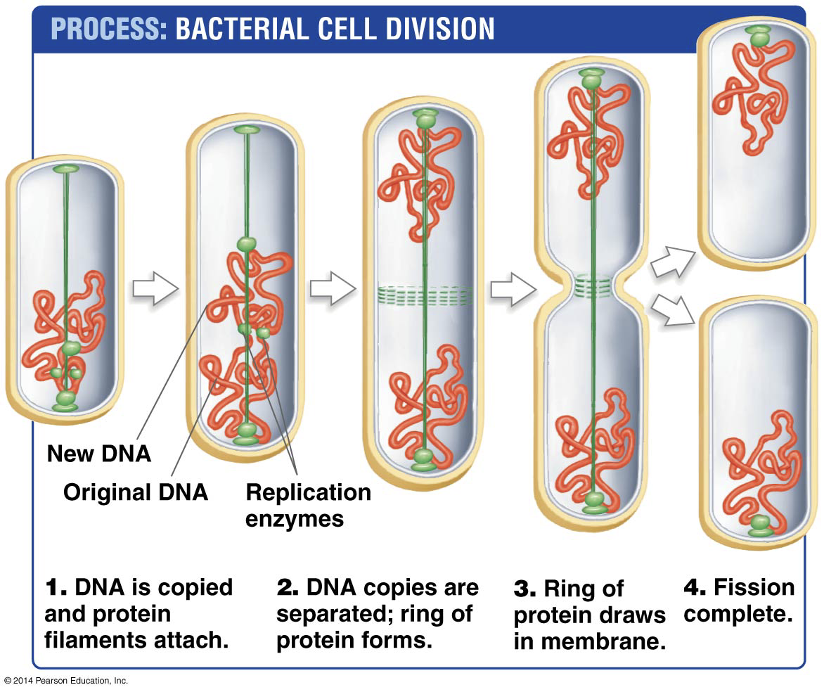 <p><strong>Binary Fission </strong></p><ol><li><p>DNA is copied and protein filaments attach </p></li><li><p>DNA copies are separated, ring of protein forms </p></li><li><p>Ring of protein draws in membrane </p></li><li><p>Fission complete </p></li></ol><p></p>