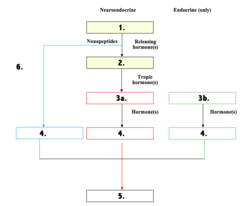 <p>Endocrine glands independent of HP axis</p><p>pancreas: insulin and glucagon parathyroid gland: PTH</p><p>kidney: renin and erythropoietin</p><p>adipose tissues: leptin</p>
