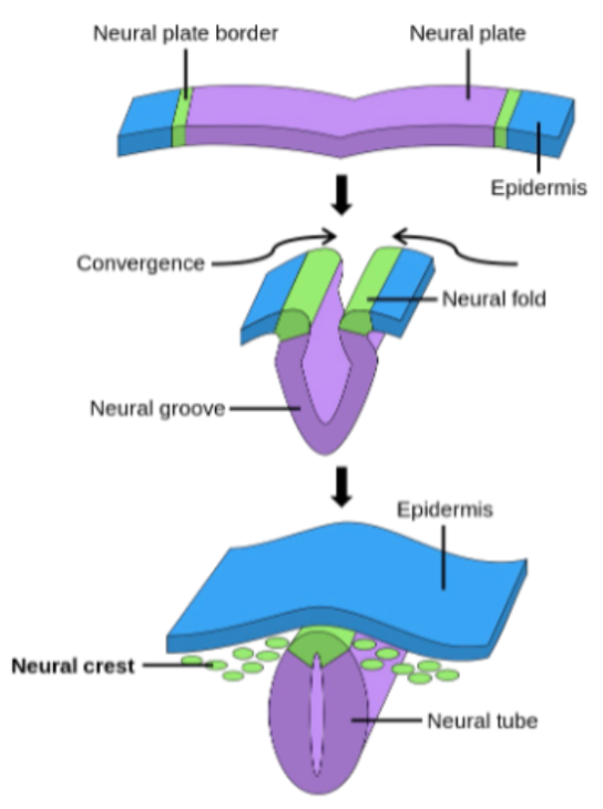 <p>Neurulation</p>