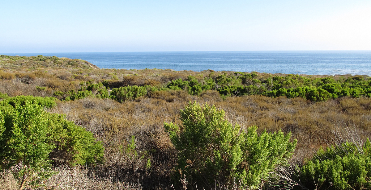 <p>Shrubland</p>