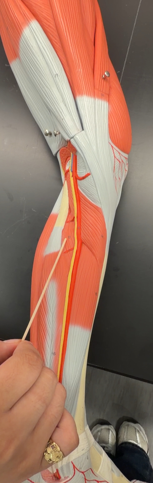 <p>name the muscle and its function</p>