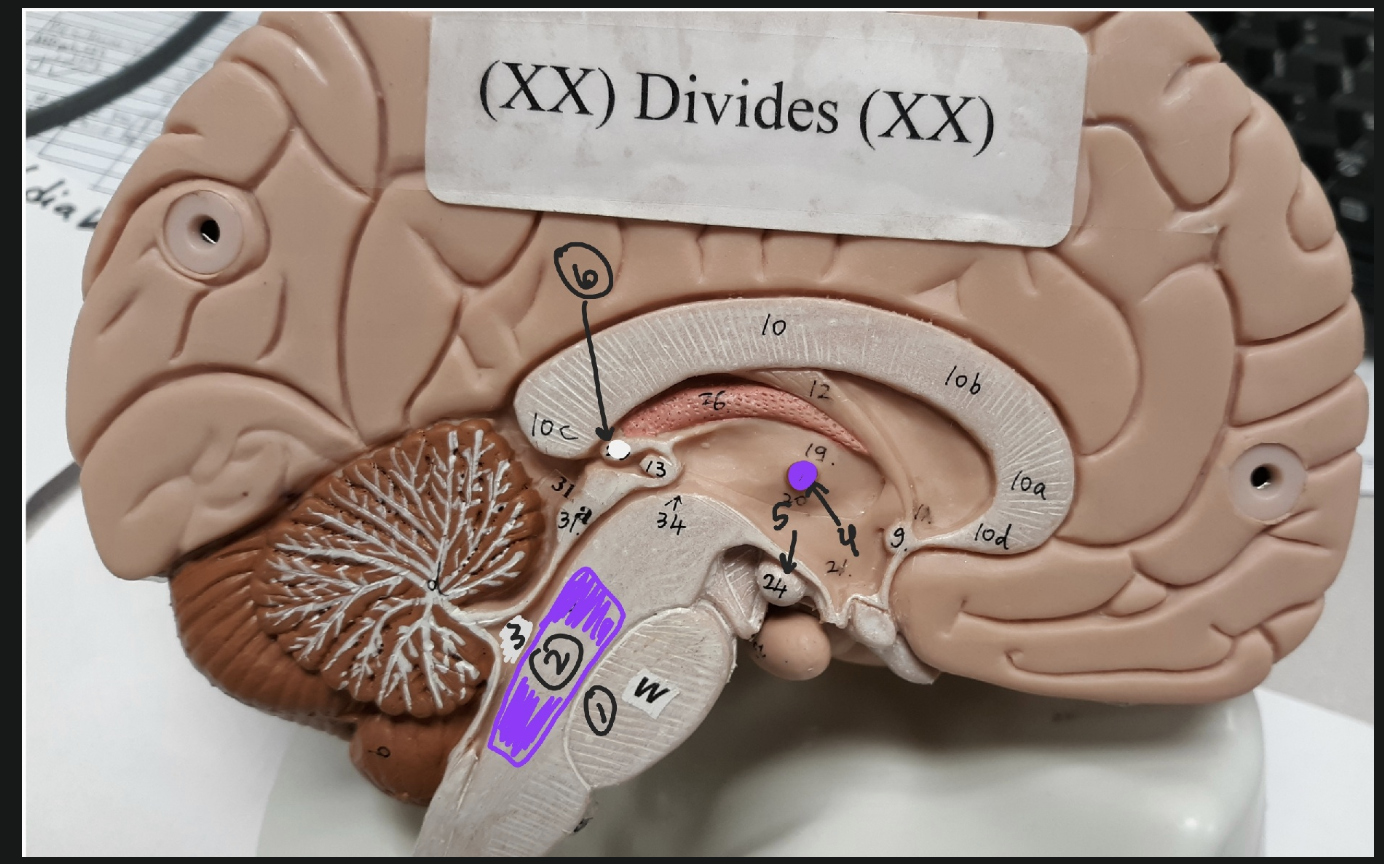 <p>(SAGITTAL VIEW OF BRAIN) Name all of the numbered brain structures: (1-6)</p>