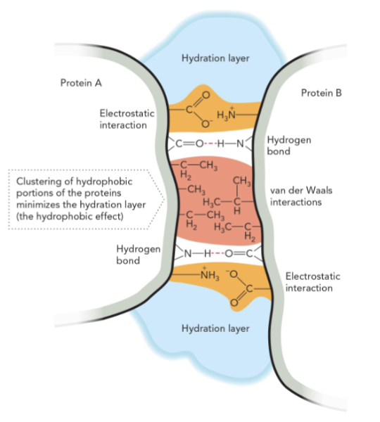 <p>H bonds are commonly found within &amp; between proteins </p><p>ionic interactions occur near the surface </p><p>M2T2</p>